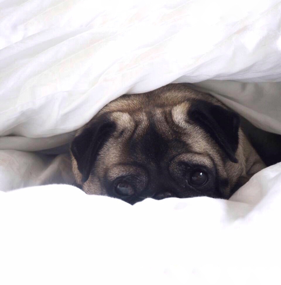 My Dog Friendly&nbsp;Leeds